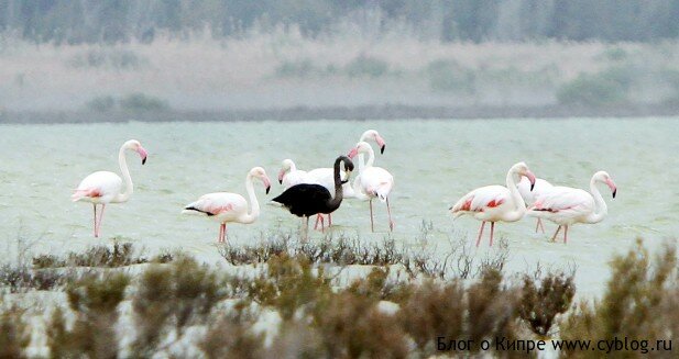 A black flamingo is seen in a salt lake at the Akrotiri Environmental Centre on the southern coast of Cyprus