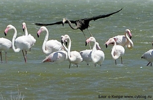черный фламинго на Кипре