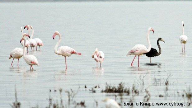 Rare black flamingo spotted on Cyprus