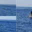 Недалеко от Кипра был замечен кит